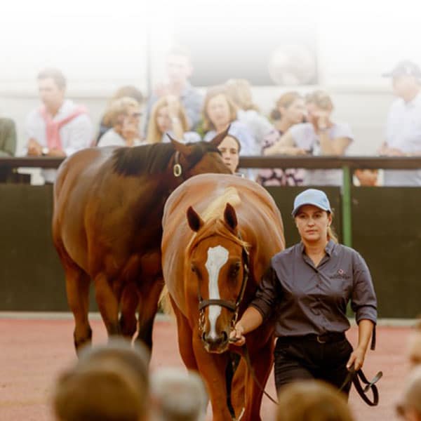 ARQANA AUGUST YEARLING SALE

