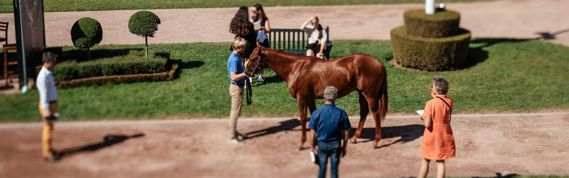 ARQANA AUGUST YEARLING SALE