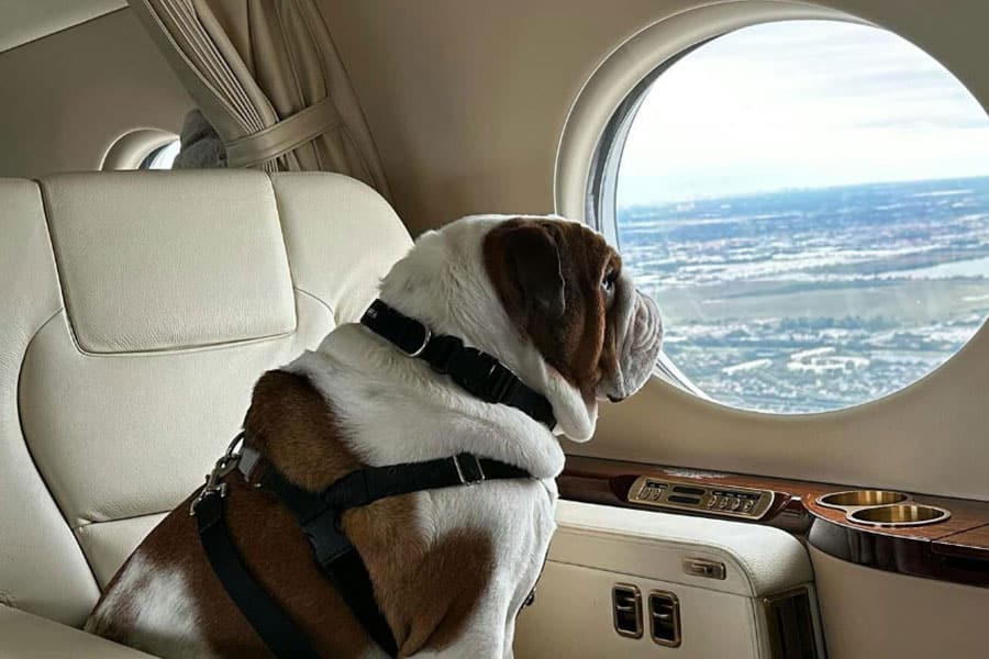 Flexjet Pets and Jets